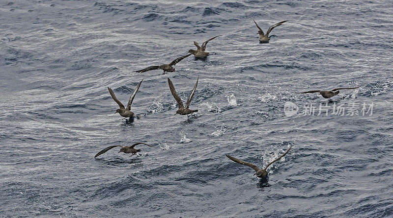 灰鹱(Puffinus griseus)是原蛾海鸟科中一种中-大型海鸥。在新西兰，它也以Māori的名字tītī和“羊肉鸟”而闻名，